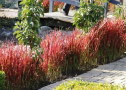 Imperata cylindrica Red Baron / Vörös Alangfű - Japán vérfű
